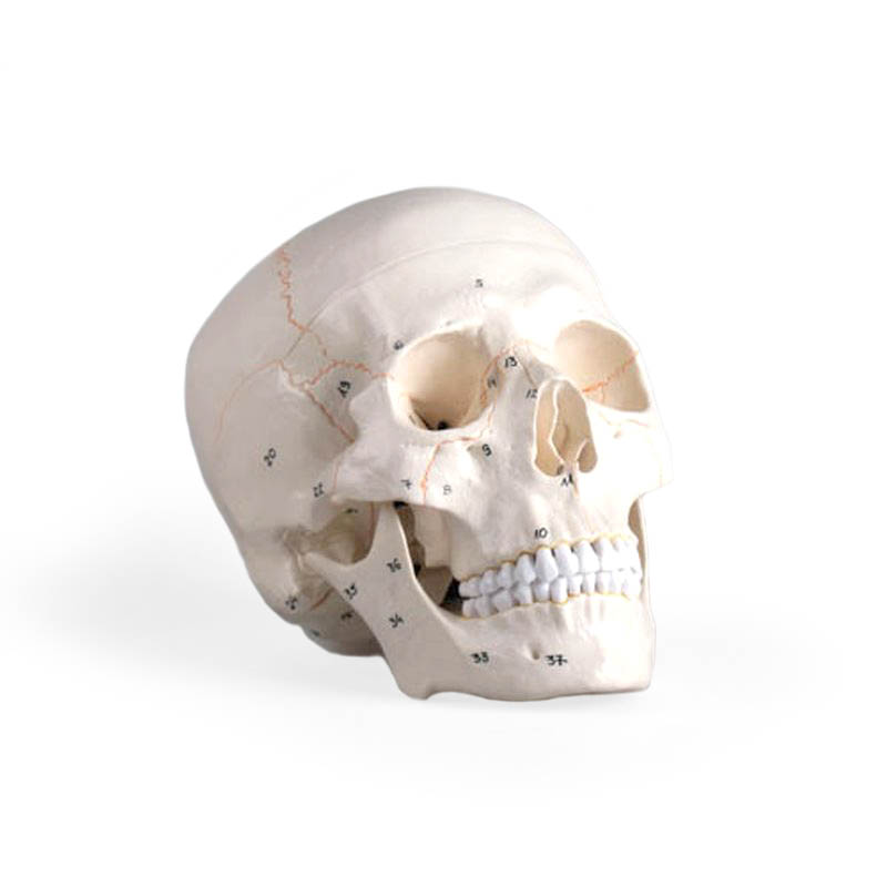 Numbered Model Skull